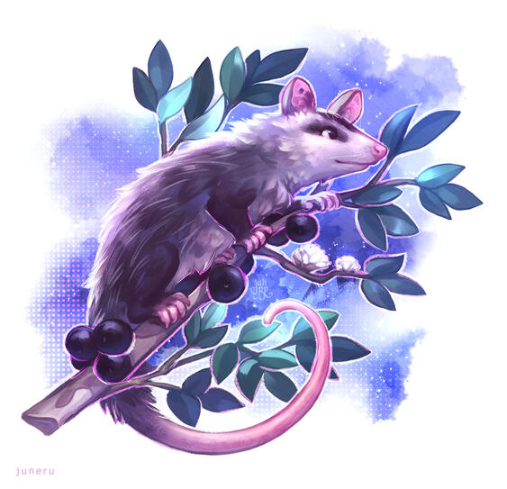 Jabuticaba Opossum